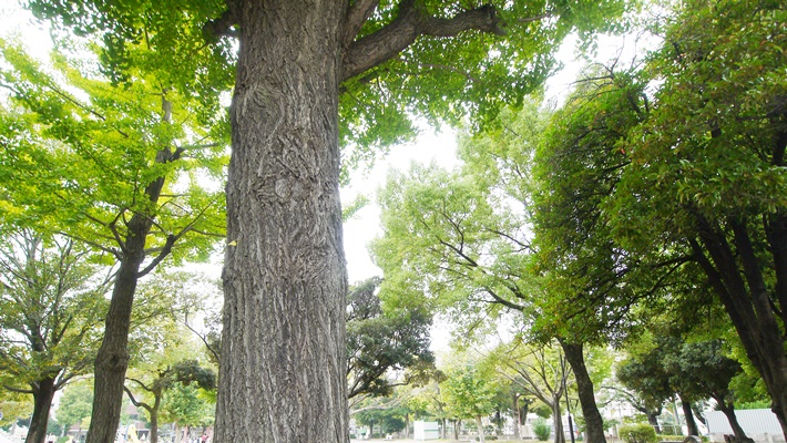 レンタルオフィス名古屋松原|目の前は公園